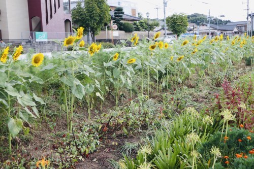 今、蓮が沢山咲いています！急いでハスっていきましょう！～熊本市北区高平　高平台校区坪井川遊水地花公園～