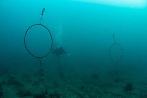 神奈川・江之浦のセルフダイビングコースの見どころ-充実のガイドロープとドラえもん-