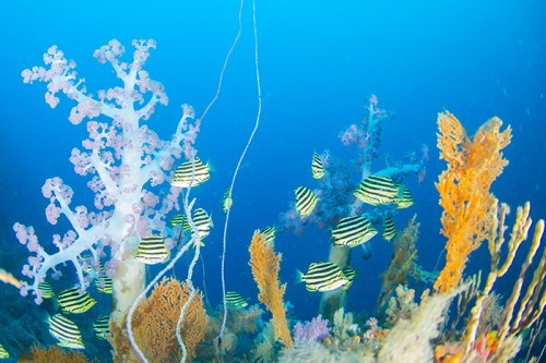 伊東・白根南のセルフダイビングコースの見どころ-ダイナミックな地形と魚群-