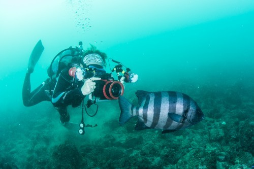 神奈川・江之浦のセルフダイビングコースの見どころ-充実のガイドロープとドラえもん-