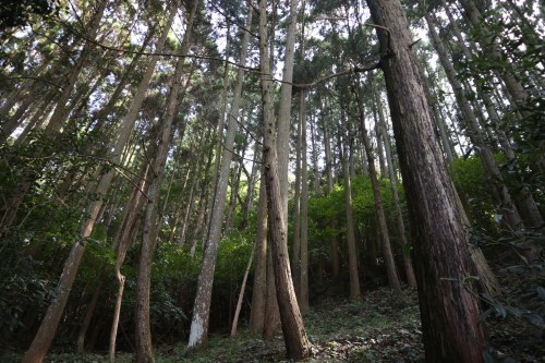 夏が濃くなると美しさが増す場所～下益城郡美里町の「いや川水源」～