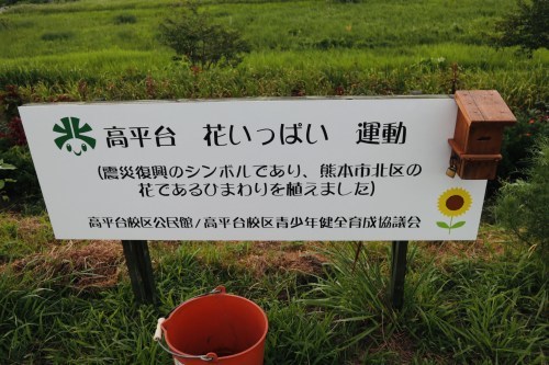 今、蓮が沢山咲いています！急いでハスっていきましょう！～熊本市北区高平　高平台校区坪井川遊水地花公園～