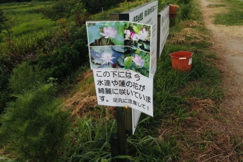 今、蓮が沢山咲いています！急いでハスっていきましょう！～熊本市北区高平　高平台校区坪井川遊水地花公園～