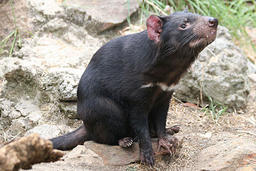 外来種を駆除するため「黒い悪魔」が3000年ぶりにオーストラリア本土へ帰還！