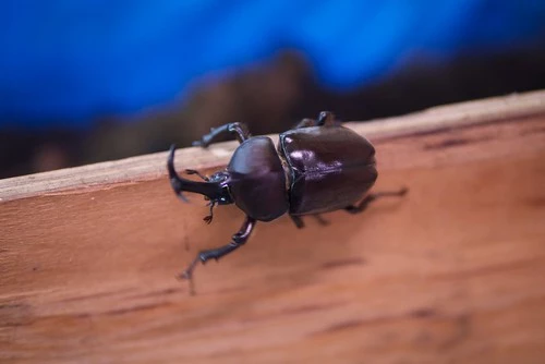 カブトムシの幼虫飼育ガイド。必要なものや時期別の管理方法&注意点を解説！