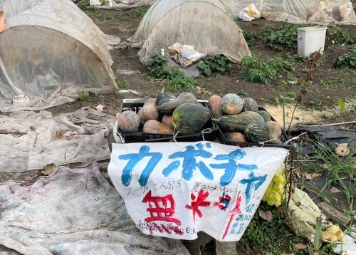 えーっ！思わず二度見！熊本市東区に、かぼちゃ無料の珍スポットが…！！！