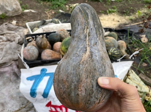 えーっ！思わず二度見！熊本市東区に、かぼちゃ無料の珍スポットが…！！！