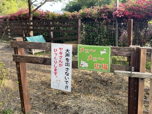 【菊池市】メェ～メェ～呼び続ける私を見つけて～東山公園　メェ～メェ～広場～