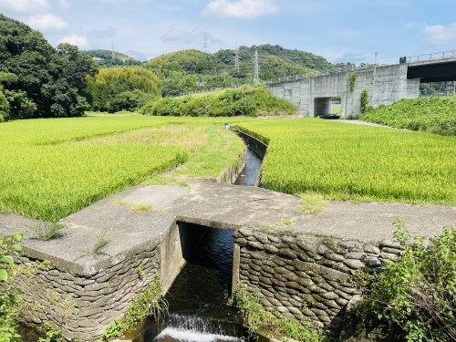 岩の中から水流が聞こえるという「鳴岩」そしてそのそばで絶えた命～熊本市西区花園