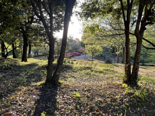 【合志市】速報今はつつじ！夕暮れの蛇ノ尾公園（ジャノオコウエン）が四季を楽しみにさせてくれる作りで素敵！