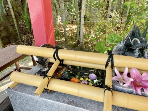 【くまもとの巨木】熊本駅近く「北岡神社の夫婦楠」は縁結びのクスノキ