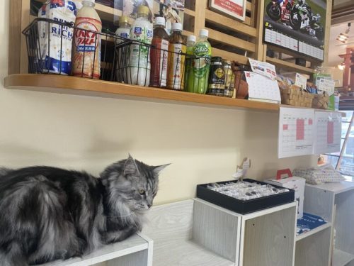 【北区龍田】猫カフェ「にゃんこ茶屋にゃんだまり」が凄かった…！