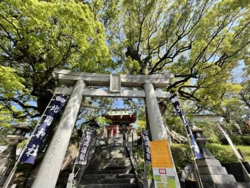 【くまもとの巨木】熊本駅近く「北岡神社の夫婦楠」は縁結びのクスノキ