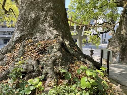 【くまもとの巨木】熊本駅近く「北岡神社の夫婦楠」は縁結びのクスノキ