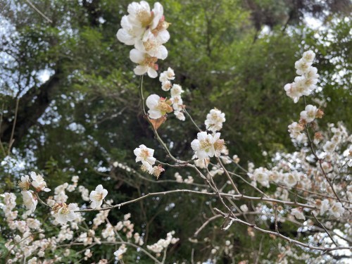 昔は、木と人は仲良しだったんだよ（となりのトトロより）～上益城郡御船町　中原神社～