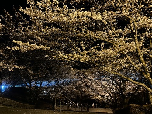 春だ花見だ桜が満開だ！菊池公園で夜桜してきました。