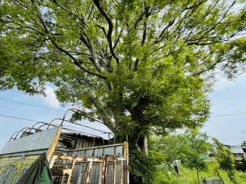 あなたの元へ、ネコバスに乗って飛んでいけたら～荒尾市　赤田公園からトトロ・ネコバス停～