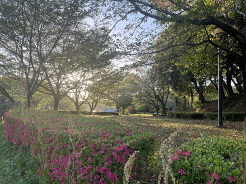 【合志市】速報今はつつじ！夕暮れの蛇ノ尾公園（ジャノオコウエン）が四季を楽しみにさせてくれる作りで素敵！