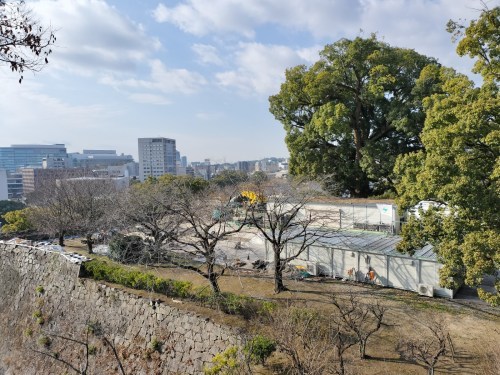 【くまもとの巨木】熊本城・飯田丸五階櫓のクスノキ