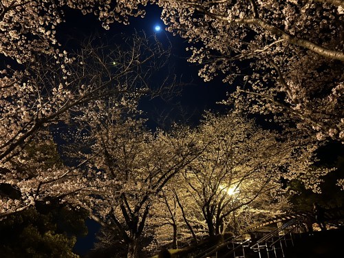 春だ花見だ桜が満開だ！菊池公園で夜桜してきました。