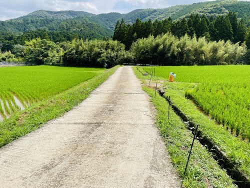 車で行ける山鹿のナイアガラの滝で、夏を見る　～山鹿市鹿北町　釘ノ花の滝～