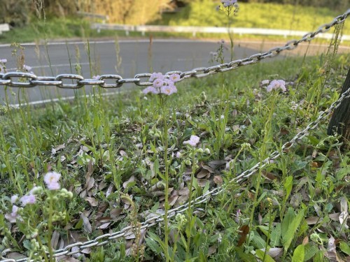 【合志市】速報今はつつじ！夕暮れの蛇ノ尾公園（ジャノオコウエン）が四季を楽しみにさせてくれる作りで素敵！