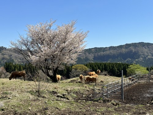 阿蘇山という山はない！阿蘇五岳「根子岳」に登ってきた。