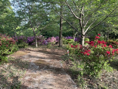 【菊池市】メェ～メェ～呼び続ける私を見つけて～東山公園　メェ～メェ～広場～