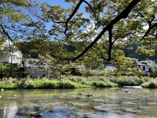 【くまもとの巨木】阿蘇の美しい湧水とともに。小国町「けやき水源」の大ケヤキ