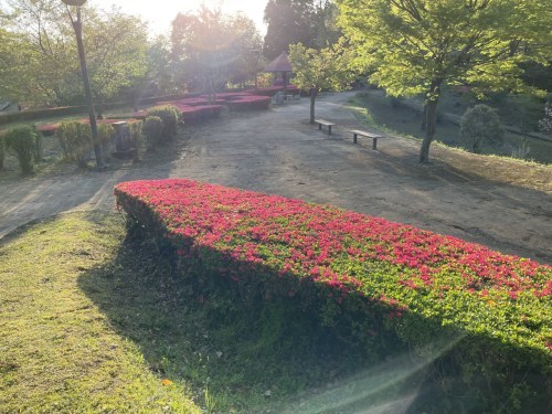 【合志市】速報今はつつじ！夕暮れの蛇ノ尾公園（ジャノオコウエン）が四季を楽しみにさせてくれる作りで素敵！