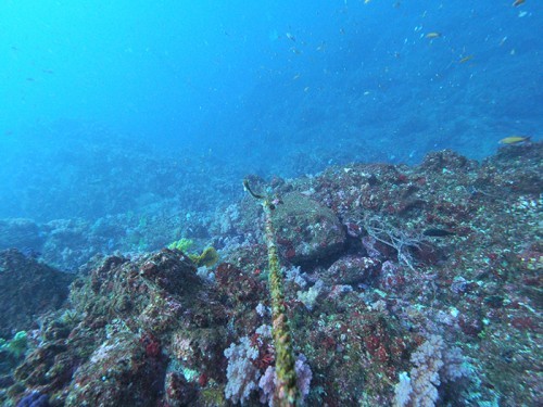 伊東・白根南のセルフダイビングコースの見どころ-ダイナミックな地形と魚群-