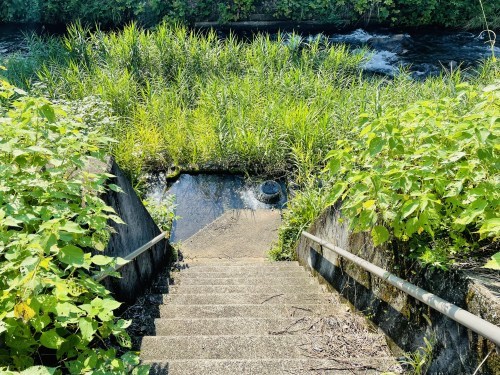 秋が燃える頃、透明な水の上で、鯰の話に恋をした　～菊池市旭志弁利　乙姫湧水～