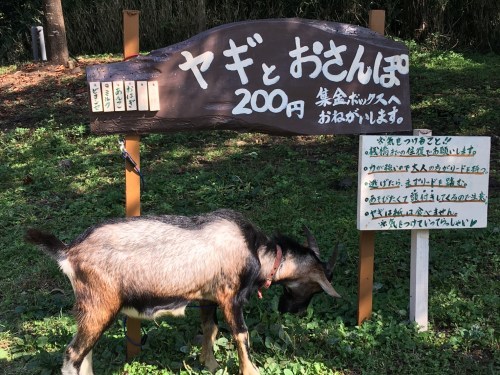 最近話題の「そらふねの桟橋」ってヤギとお散歩もできるって知ってた？