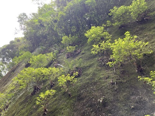 魂が震えるほどの切り口で夏を吸う　～山鹿市菊鹿町木野　岩隈山の切り通し～