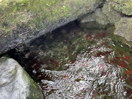 人が増える→環境が悪くなる→遊泳禁止→寂れてゆく、の悪循環を私たちの手で食い止めたい。～尾田川公園　尾田の丸池～