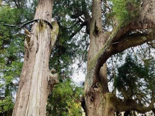 昔は、木と人は仲良しだったんだよ（となりのトトロより）～上益城郡御船町　中原神社～