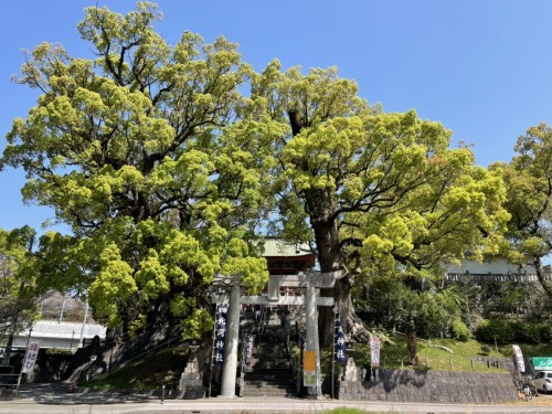 【くまもとの巨木】熊本駅近く「北岡神社の夫婦楠」は縁結びのクスノキ