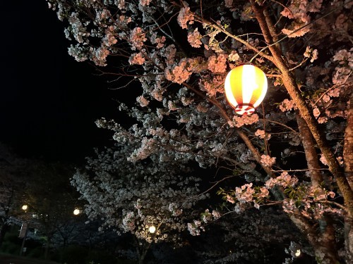 春だ花見だ桜が満開だ！菊池公園で夜桜してきました。