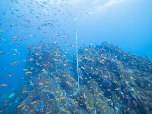 伊東・白根南のセルフダイビングコースの見どころ-ダイナミックな地形と魚群-