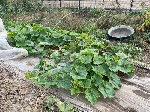 えーっ！思わず二度見！熊本市東区に、かぼちゃ無料の珍スポットが…！！！