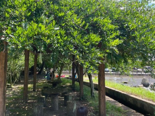 【八代市】夏だー！水遊びだ！子どもから大人まで思いっきり楽しめる「水無川ホタルの里公園」