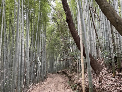 【山都町】水が作った石の迷路が素敵なぞうさんの滝～上益城郡山都町島木～