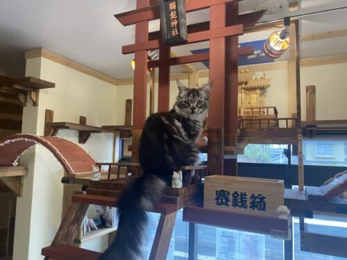 【北区龍田】猫カフェ「にゃんこ茶屋にゃんだまり」が凄かった…！