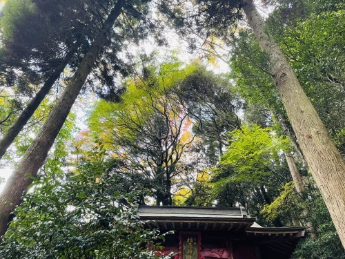 朱色の誘惑、危険な散歩道～阿蘇市一の宮　三閑稲荷神社～