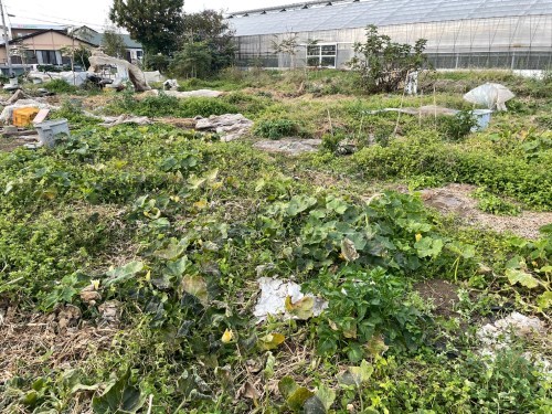 えーっ！思わず二度見！熊本市東区に、かぼちゃ無料の珍スポットが…！！！