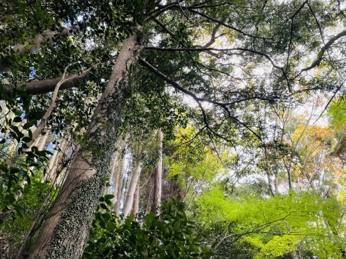 朱色の誘惑、危険な散歩道～阿蘇市一の宮　三閑稲荷神社～