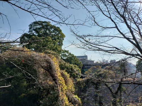 【くまもとの巨木】熊本城・飯田丸五階櫓のクスノキ