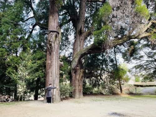 昔は、木と人は仲良しだったんだよ（となりのトトロより）～上益城郡御船町　中原神社～