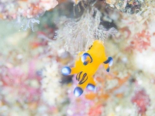 伊東・白根南のセルフダイビングコースの見どころ-ダイナミックな地形と魚群-