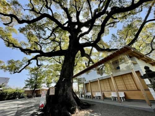 【くまもとの巨木】熊本駅近く「北岡神社の夫婦楠」は縁結びのクスノキ